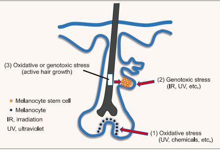 Target factors for hair greying