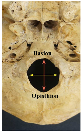 Measurements taken on foramen magnum