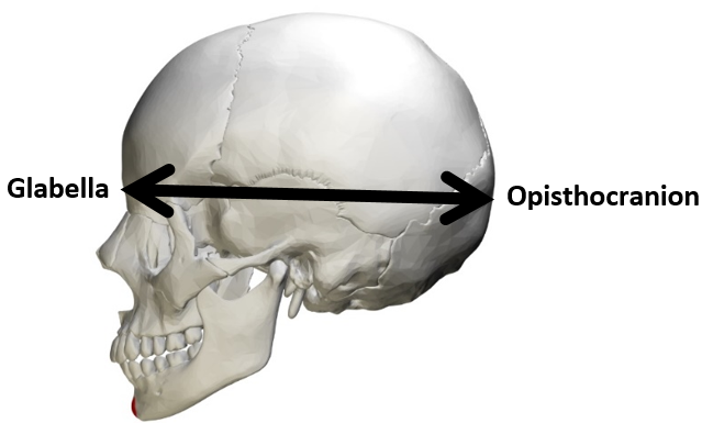 Maximum cranial length