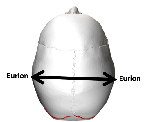 Maximum cranial breadth