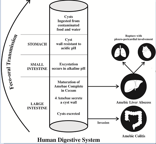 The life cycle of Entamoeba histolytica.
