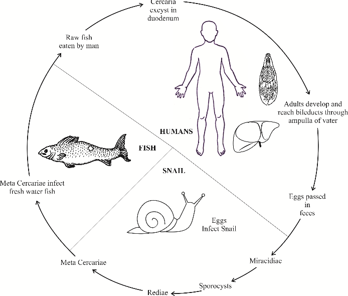 The life cycle of clonorchis and opisthorchis species
