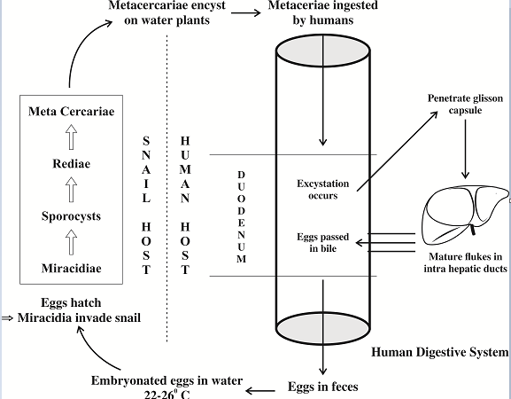 The life cycle of Fasciola species.