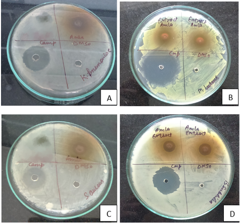Antibacterial activity of Emblica officinalis extract against A:) Klebsiella pneumonia and B:) Micrococcus luteus by agar well diffusion assay C:) Staphylococcus aureus and: D:) Bacillu subtilis by agar well diffusion assay
