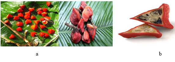 a: Thaumatococcus daniellii Fruits. b: Pictorial representation of the inner part of thaumatococcus daniellii fruit.