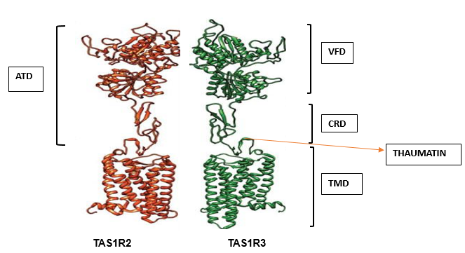 Binding side of sweet taste receptors.