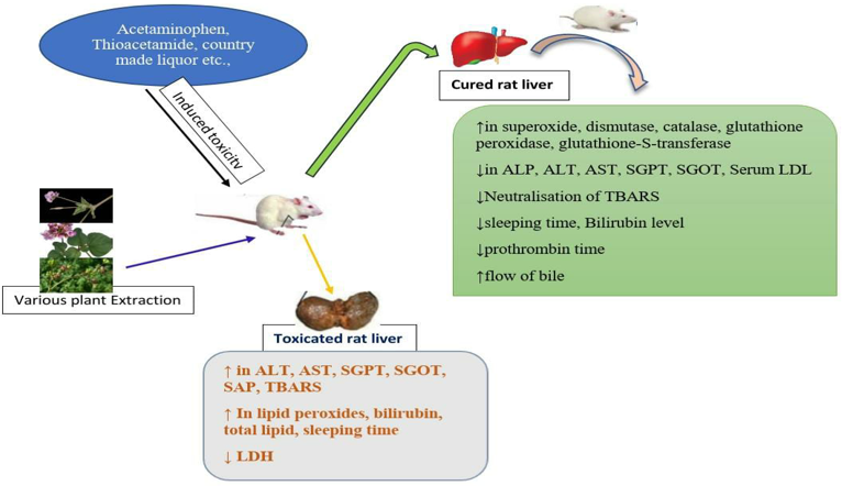 Mechanism of Hepatoprotection by BDE
