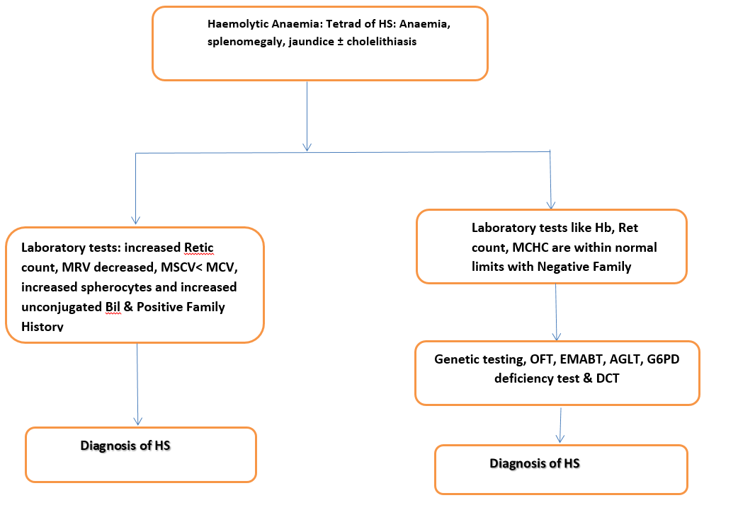 Updated diagnostic algorithm for diagnosis of HS.