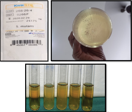 Turbidity of Standard suspension adjusted to Mc Farland 0.5% turbidity standard