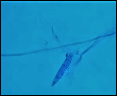 LCB mount of T. mentagrophytes; T. mentagrophytes showing cigar shaped macroconidia.(40X)
