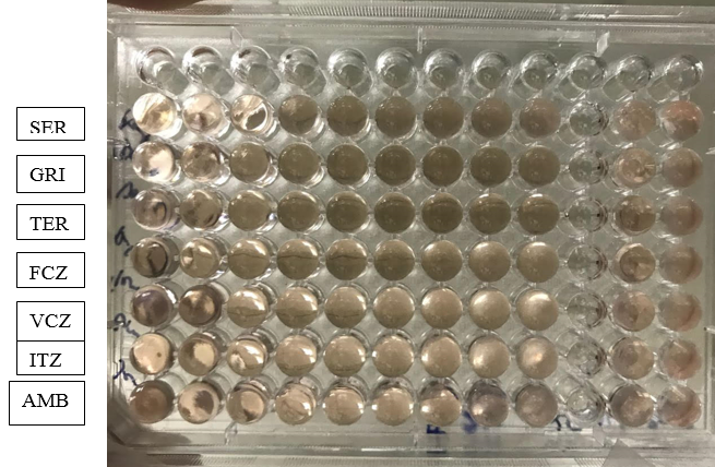  Antifungal susceptibility by broth microdilution method