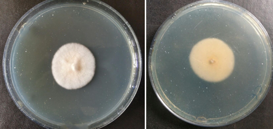 SDA plates showing colonies of T. mentagrophytes