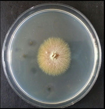 SDA plates showing colonies of E. floccosum