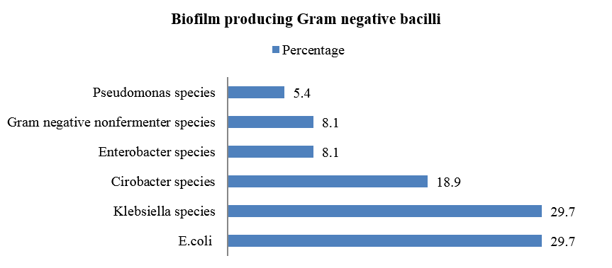 Biofilm forming Gram negative bacilli
