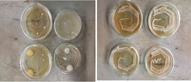 Bacterial isolates