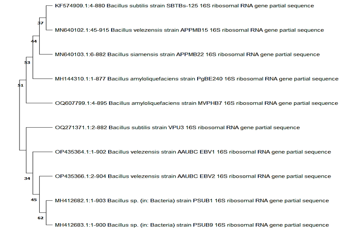 Evolutionary relationships of bacterial sample with other taxa using MEGAXI