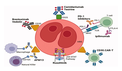 Action of brentuximab 