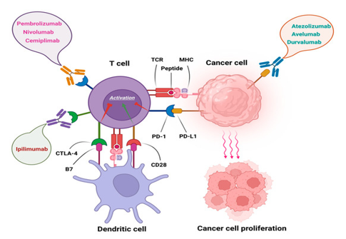 Action ofnivolumab & pembrolizumab