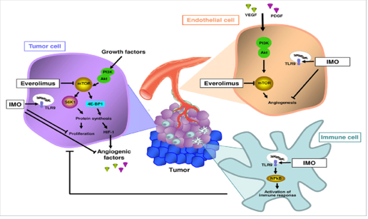 Action of everolimus