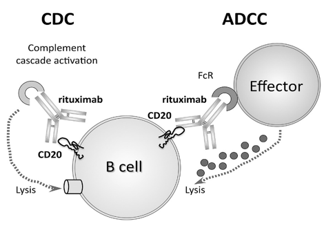 Action of rituximab 