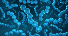 Streptococcus mutans group of bacteria