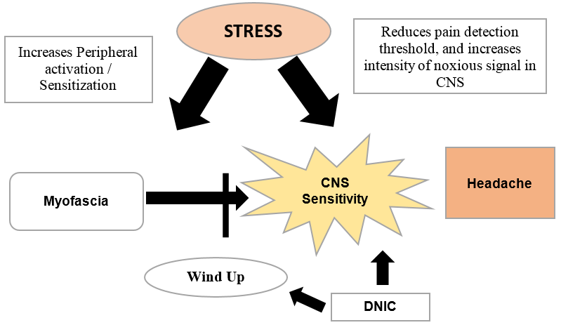 Stress and headache mechanisms 27 