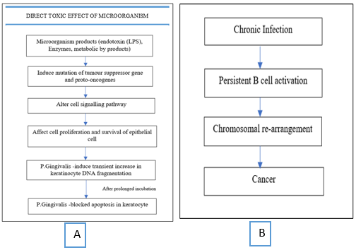 A: Direct Toxic Effect of MicroorganismP. Gingivalis-major periodontal Pathogen, capable of invading Epithelial cell Figure 1B: Example of Direct Toxic Effect of Microorganism. Direct Bacterial stimuli – in association between Helicobacter pylori and primary B cell gastric lymphoma