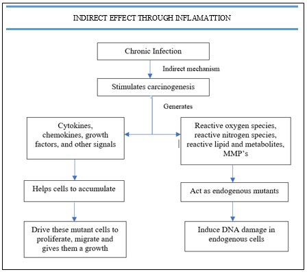 Indirect effect through inflammation. MMP-Matrix metalloproteinases