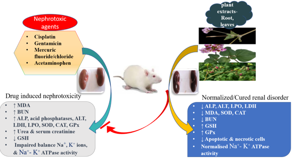 Mechanism of nephroprotective activity of Boerhavia diffusa on drug induced nephrotoxicity