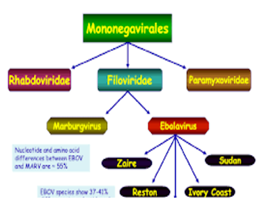 Taxonomy of Filovirus.