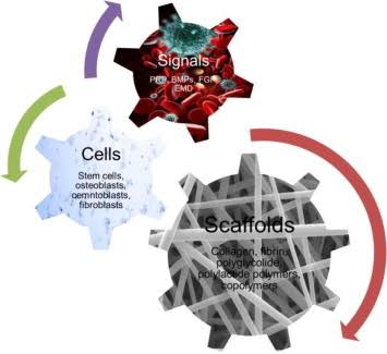 Principle constituents of tissue engineering8