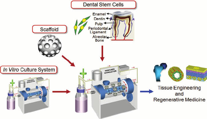 Culture of periodontal ligament cells11