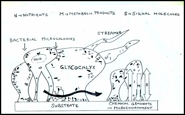 Biofilm appears as "tower" or "mushroom" shaped structures adherent to a substrate.