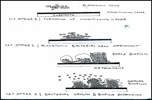Stages of biofilm formation