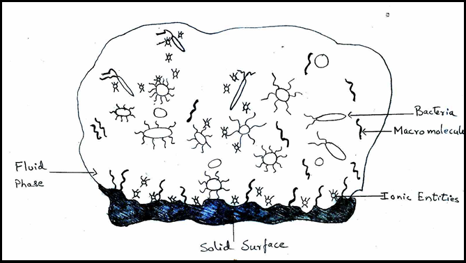 Schematic diagram showing different factors influencing initial substrate bacterial interaction.