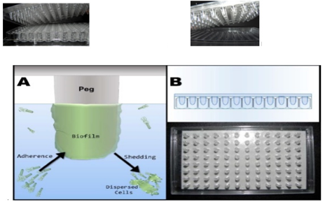 The MBECTM Assay. A) Biofilms form on the pegs of the MBECTM Biofilm Inoculator when planktonic bacteria adsorb to the surface. B) The peg lid has 96 identical pegs.