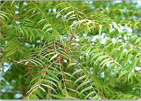 Azadirachta Indica (Neem)