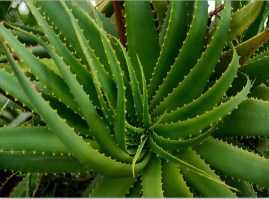 Aloe vera