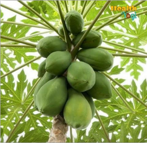 Carica papaya
