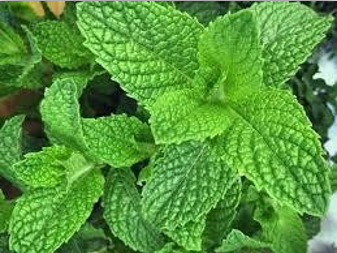 Mintha viridis (Mint)