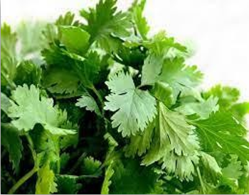 Coriander