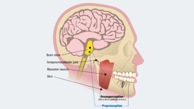 The periodontal ligament contains periodontal mechanoreceptors (PDMs), which are an important source of tactile sensory input to the central nervous system
