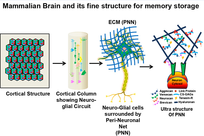 Mammalian brain and its fine structure for memory storage.
