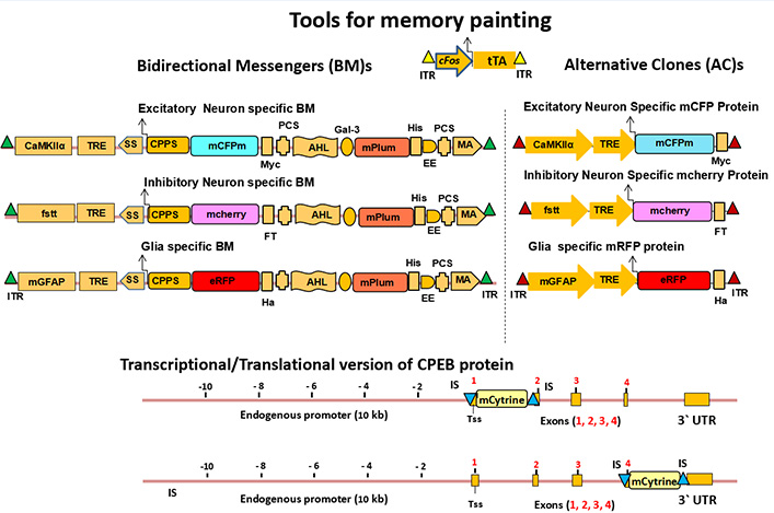 Tools for memory painting.
