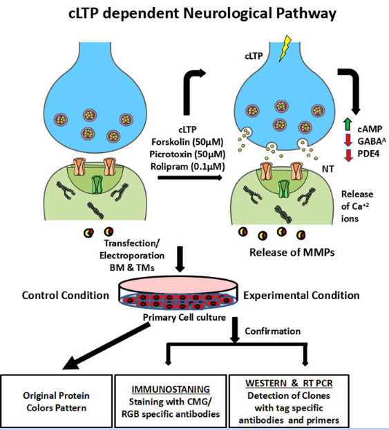 cLTP dependent neurologist pathway.