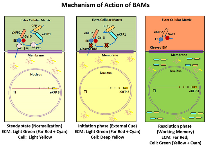 Mechanism of action BAMs