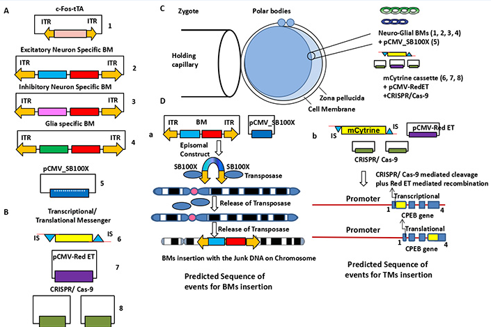 Generation of transgenic knock in mice
