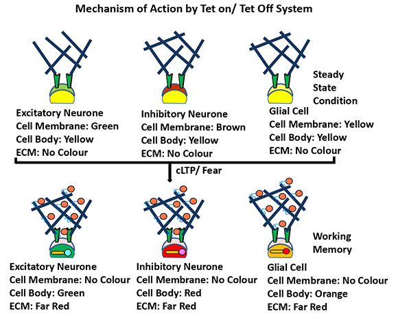Mechanism of Action by Tet on/ Tet off system.