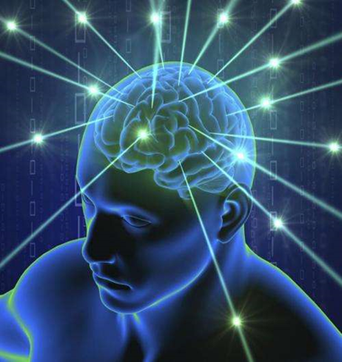 The main points of the brain’s organs and organisms