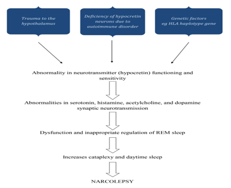 Pathophysiology of narcolepsy